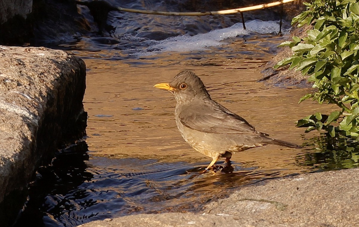 Karoo Thrush - ML623759848