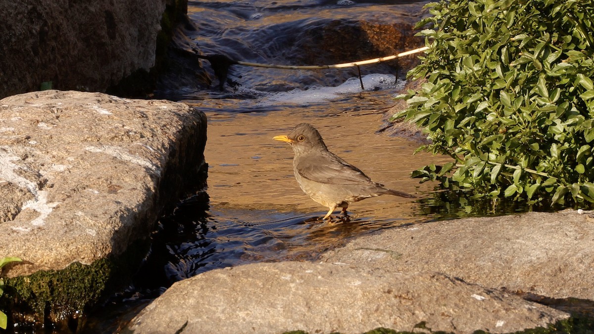 Karoo Thrush - ML623759849