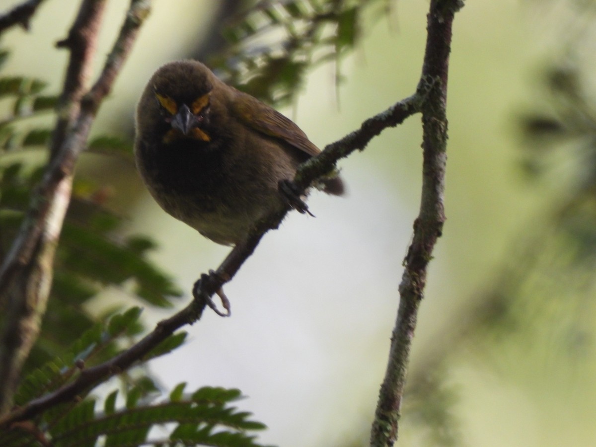 Yellow-faced Grassquit - ML623759850