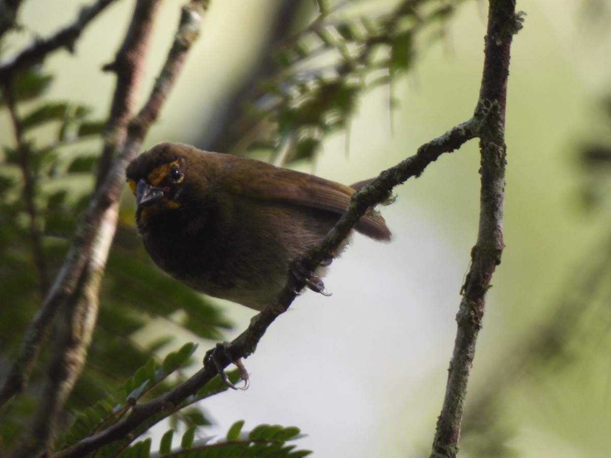 Yellow-faced Grassquit - ML623759851