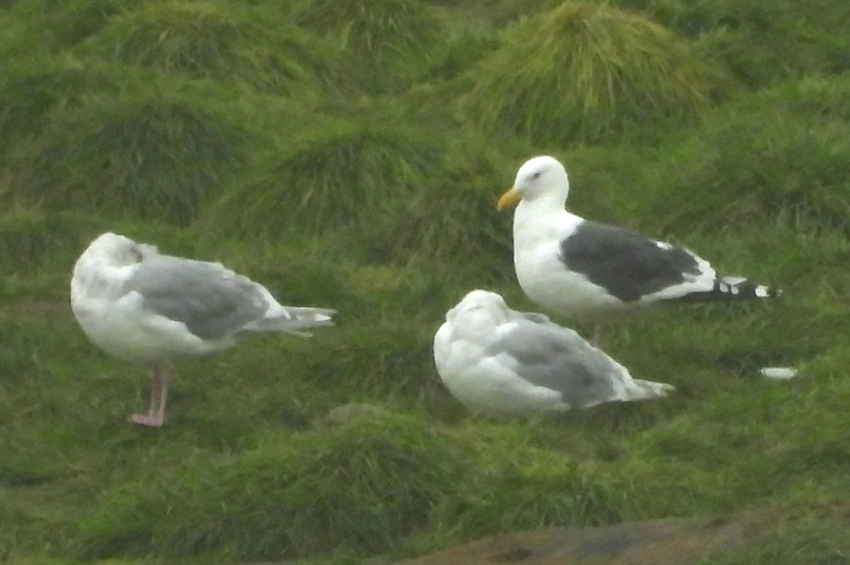 Slaty-backed Gull - ML623759869