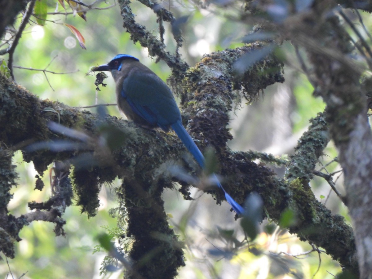 Andean Motmot - ML623759909