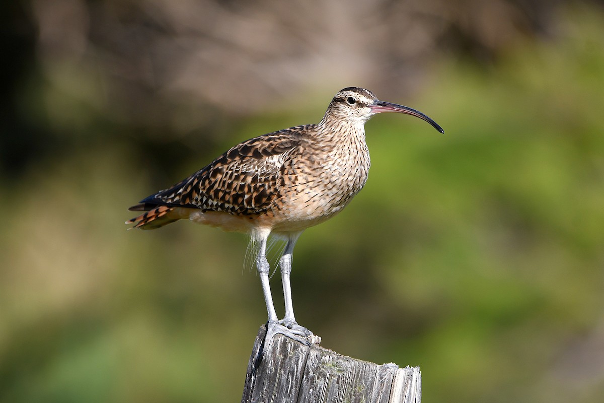 Bristle-thighed Curlew - ML623759933