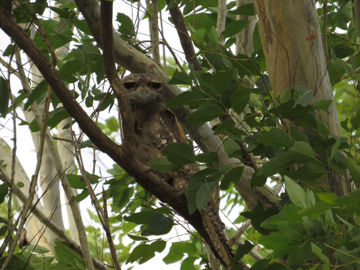 Papuan Frogmouth - sheryl mcnair