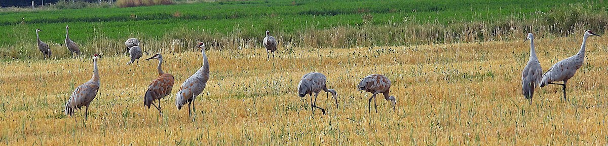 Sandhill Crane - ML623759938