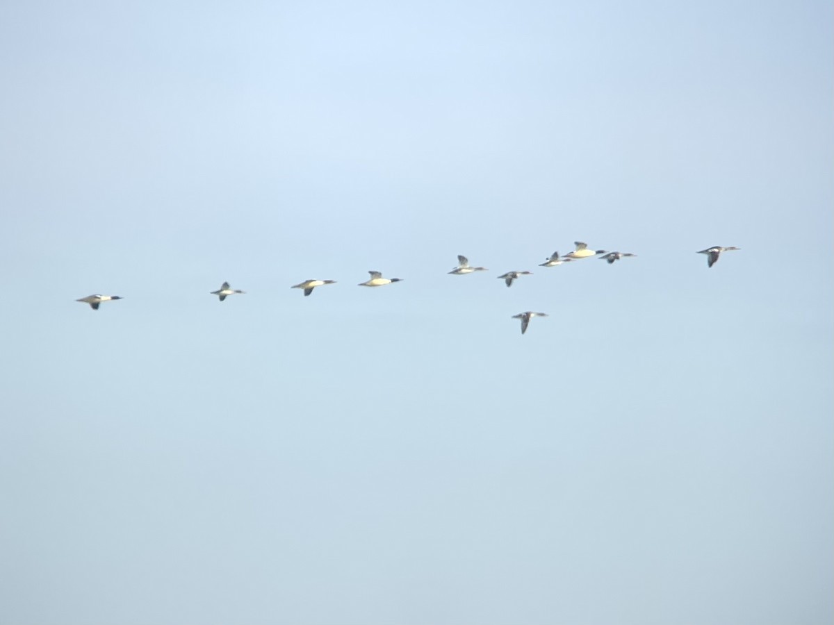 Red-breasted Merganser - ML623759943