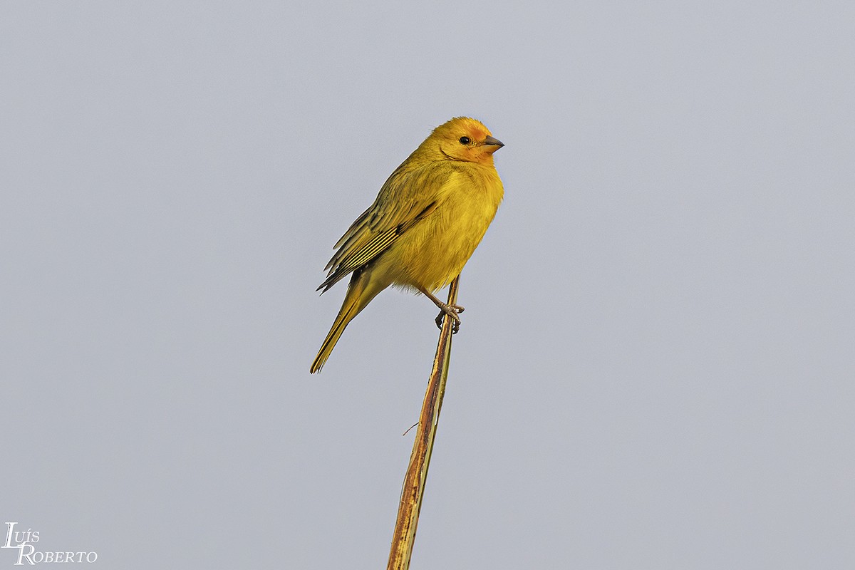 Saffron Finch - ML623759958