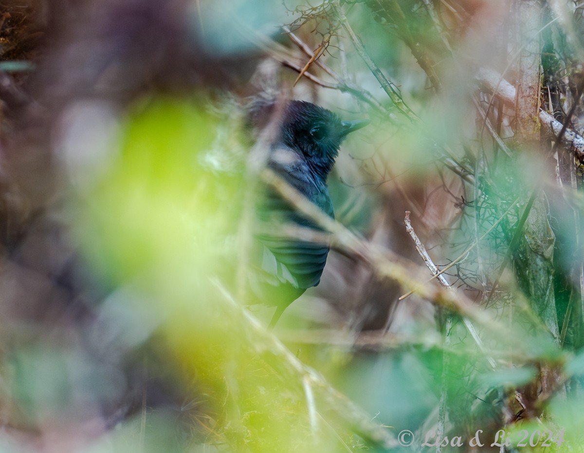 Tschudi's Tapaculo - ML623759962