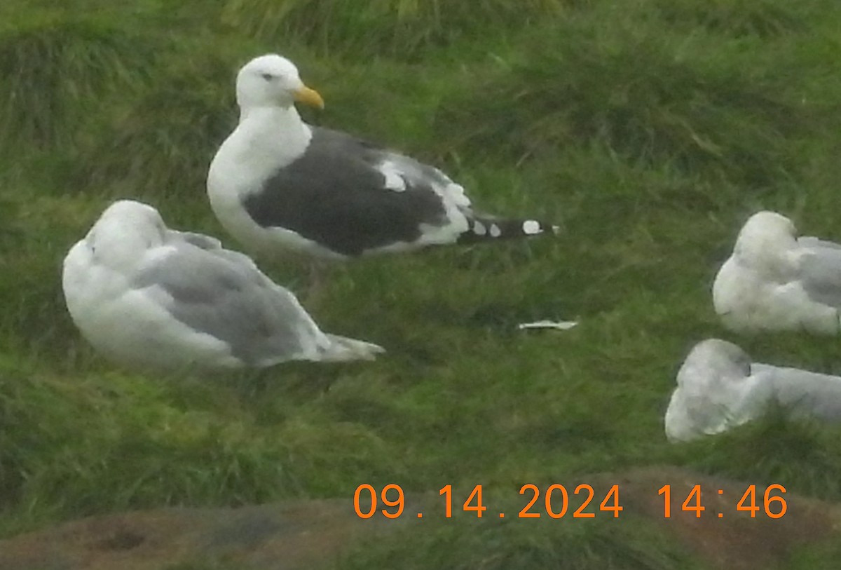 Slaty-backed Gull - ML623759964