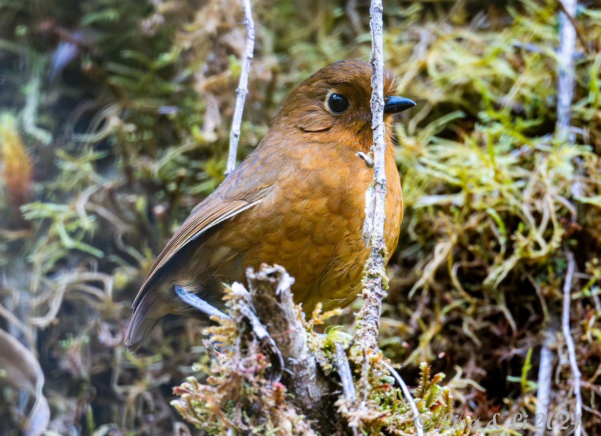 Chachapoyas Antpitta - ML623759965