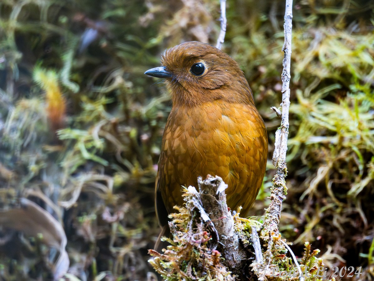 Chachapoyas Antpitta - Lisa & Li Li