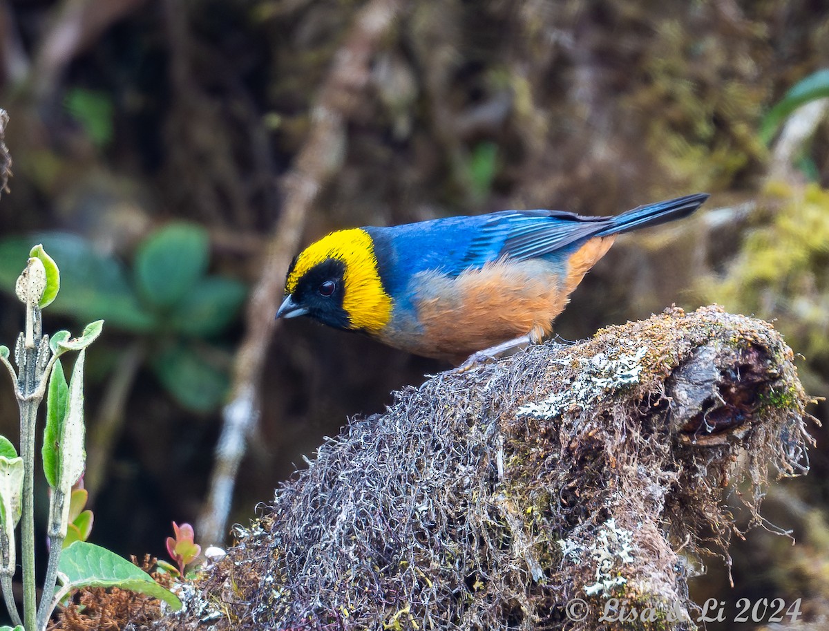 Golden-collared Tanager - ML623759979