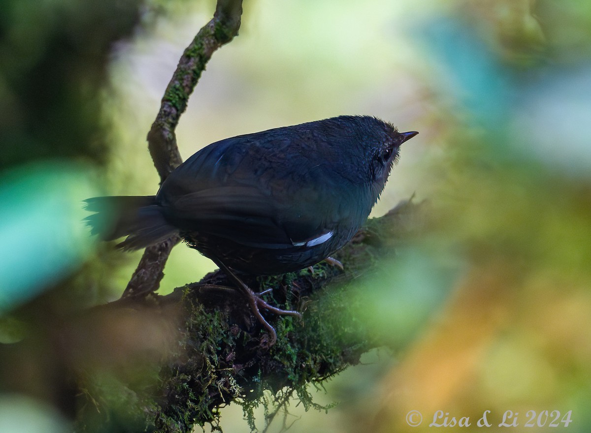 White-winged Tapaculo - ML623759997