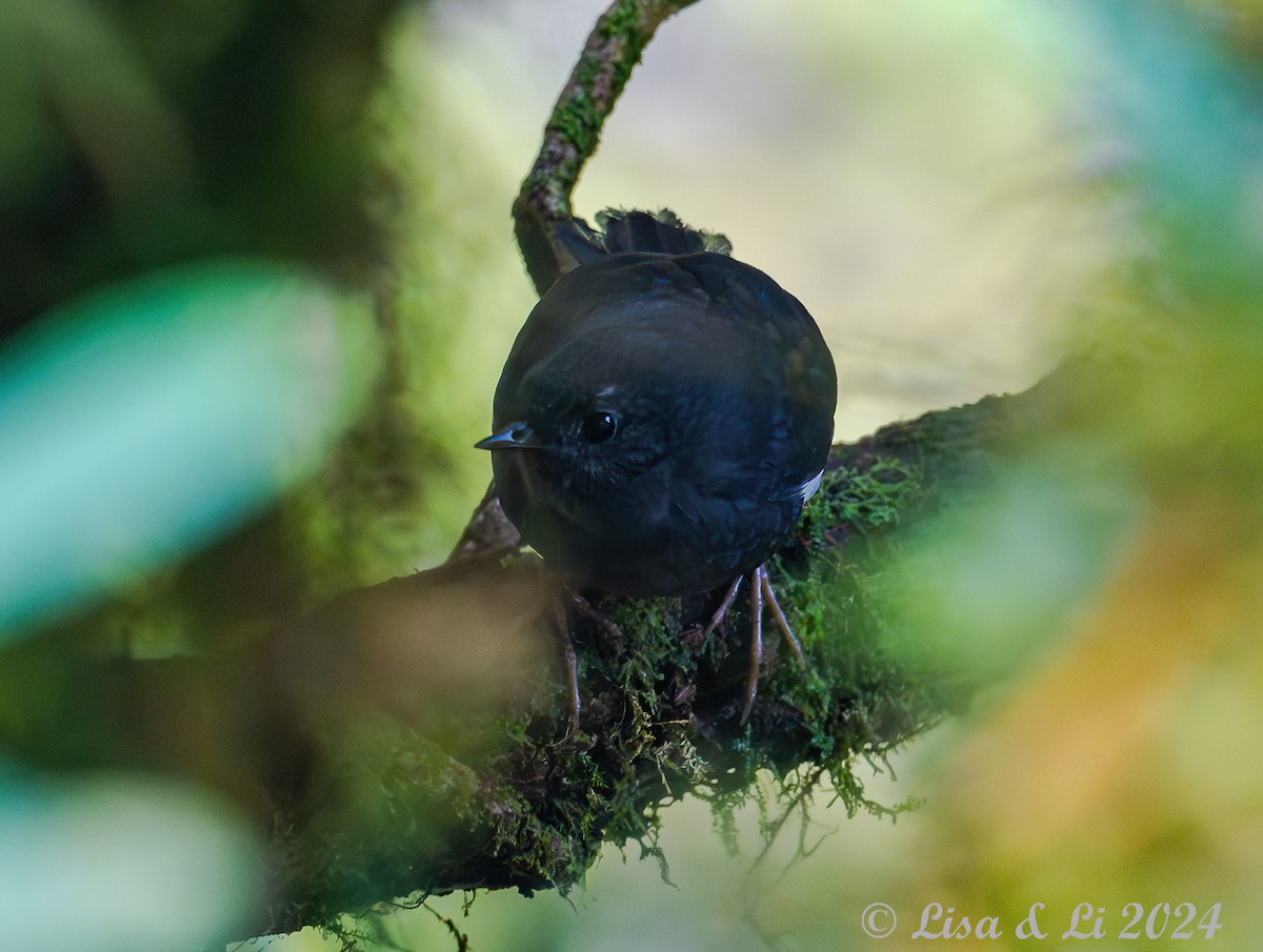 White-winged Tapaculo - ML623759998