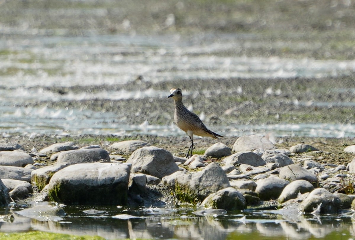 American Golden-Plover - ML623760041