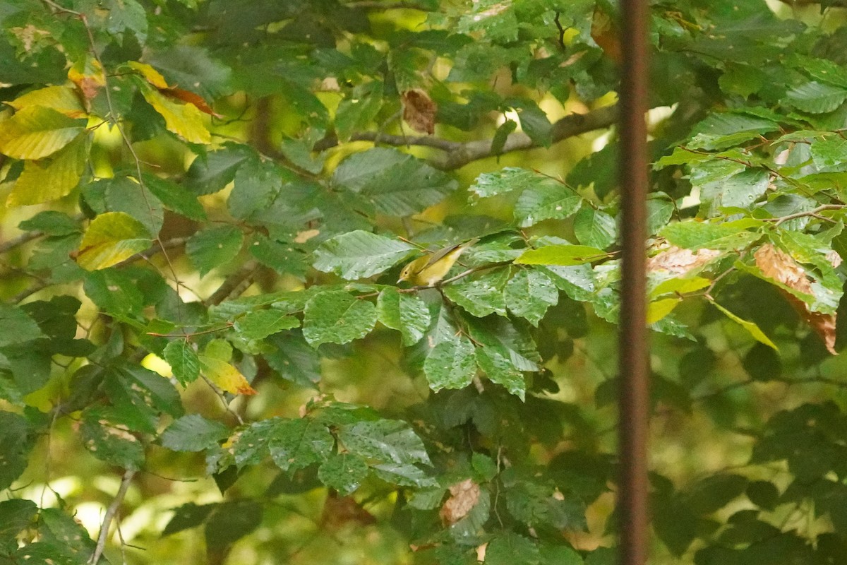 Tennessee Warbler - ML623760065