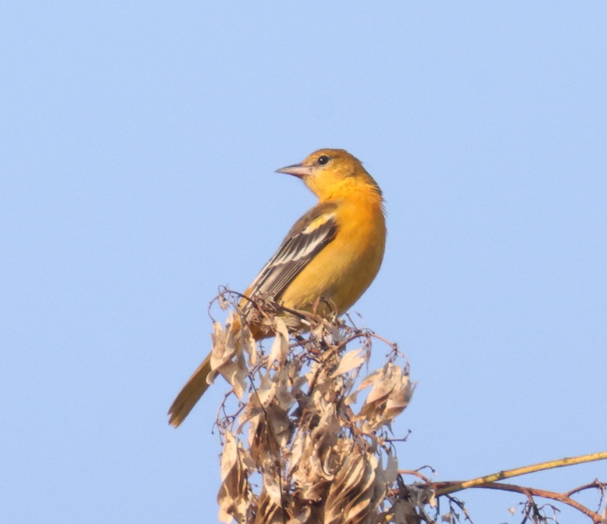 Baltimore Oriole - ML623760163