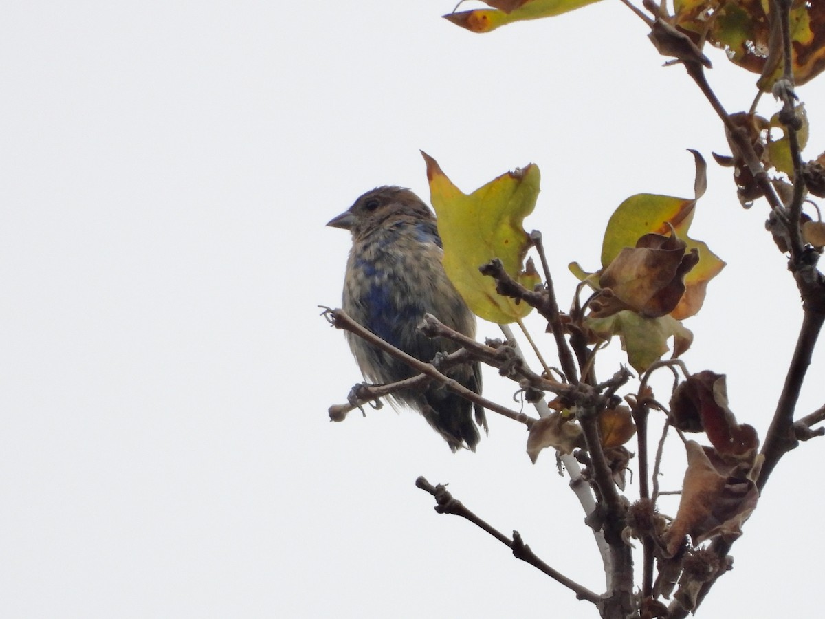 Indigo Bunting - Joshua Mitchell