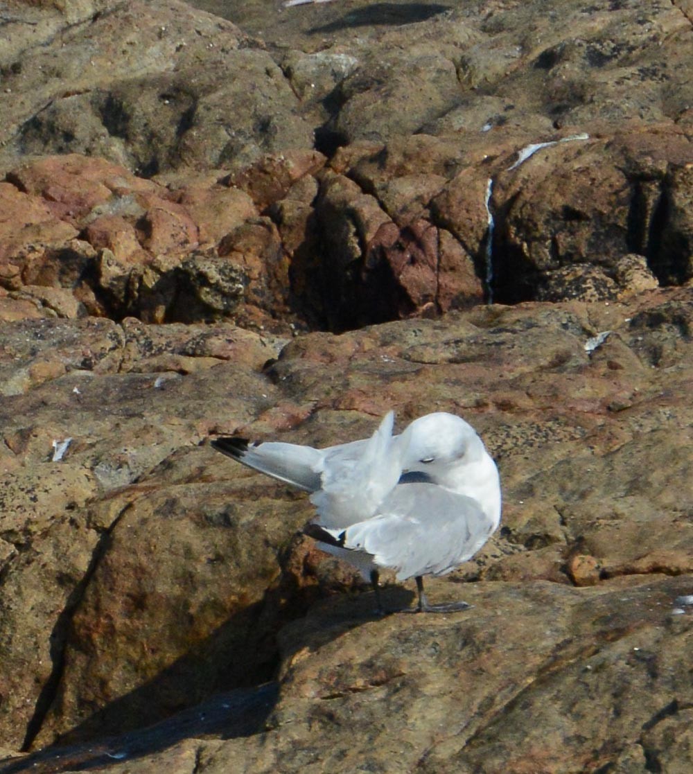 Black-legged Kittiwake - ML623760181