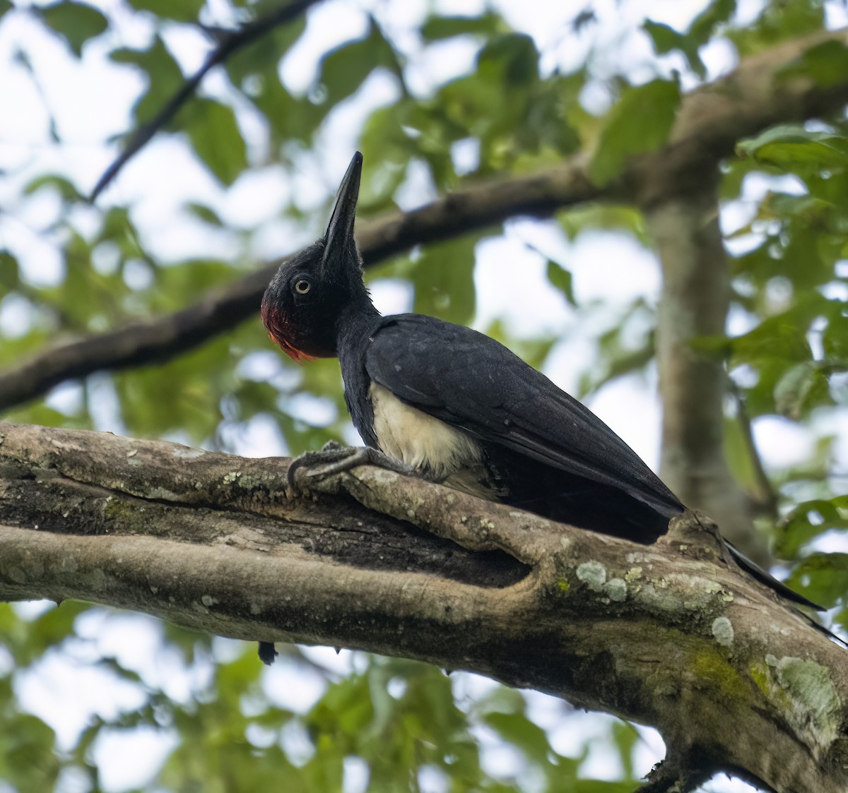 White-bellied Woodpecker - ML623760224