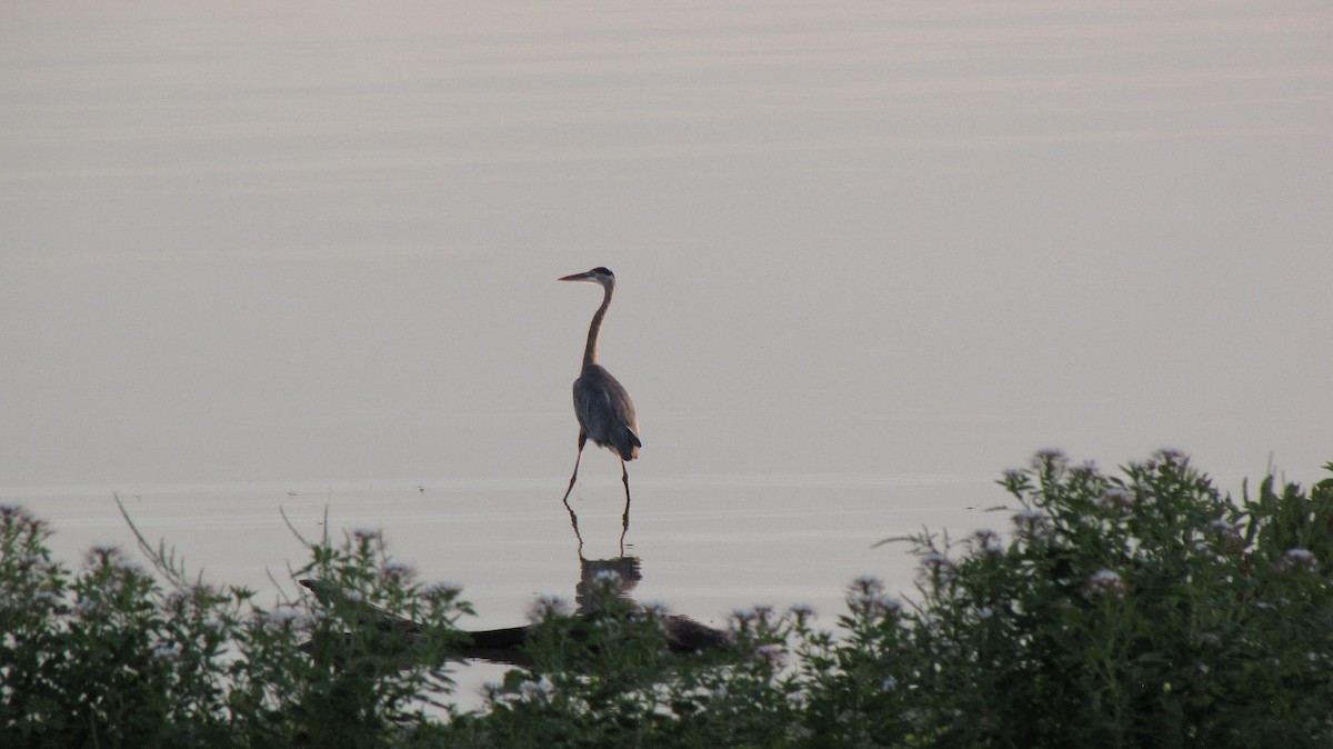Great Blue Heron - ML623760263