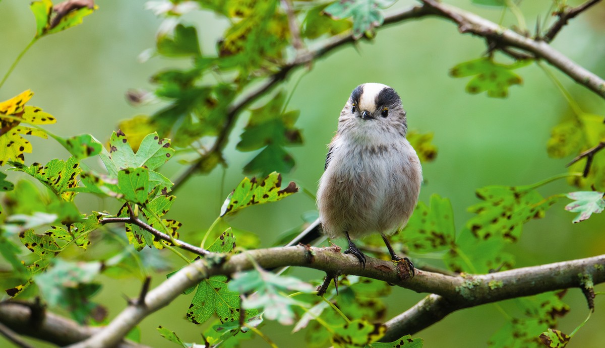 Long-tailed Tit - ML623760275