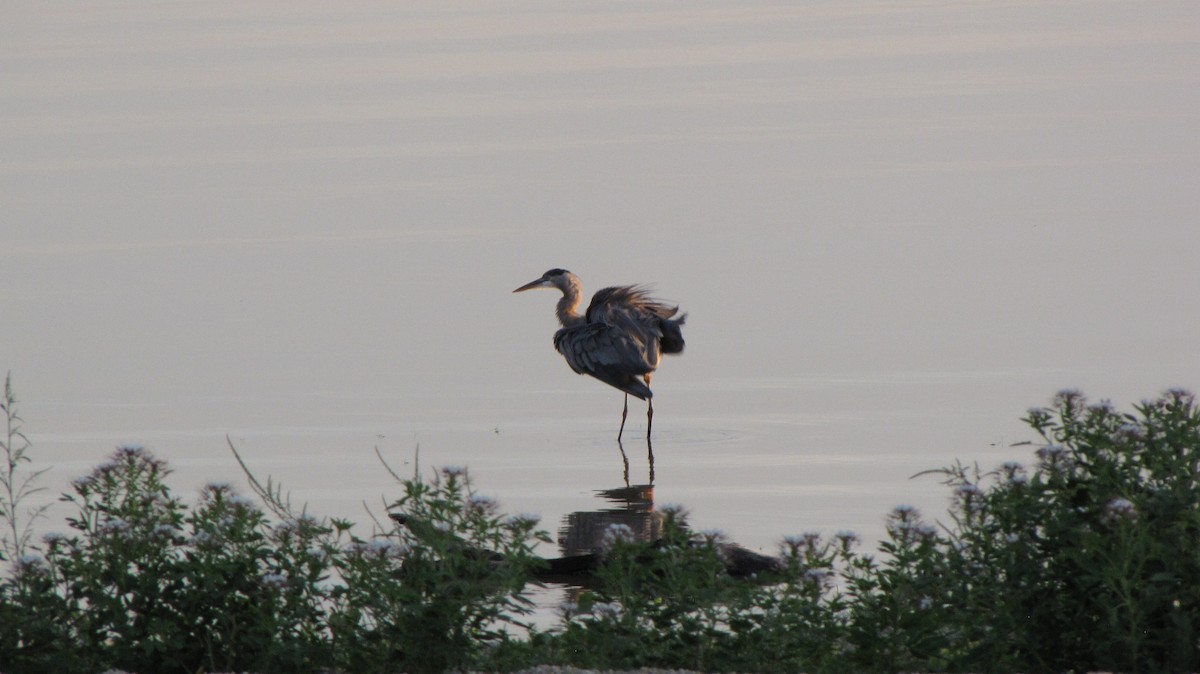 Great Blue Heron - ML623760303