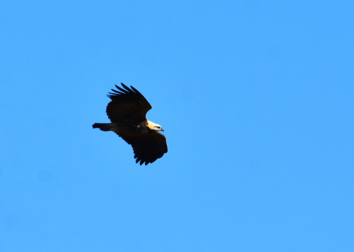 Black-collared Hawk - Victor Leber