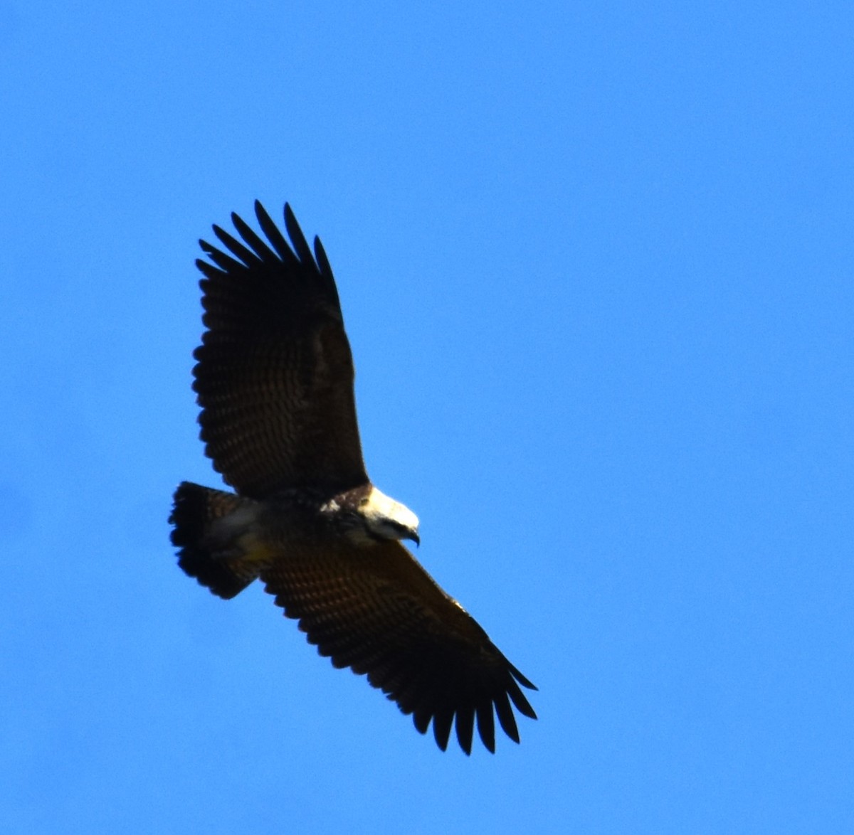 Black-collared Hawk - ML623760310