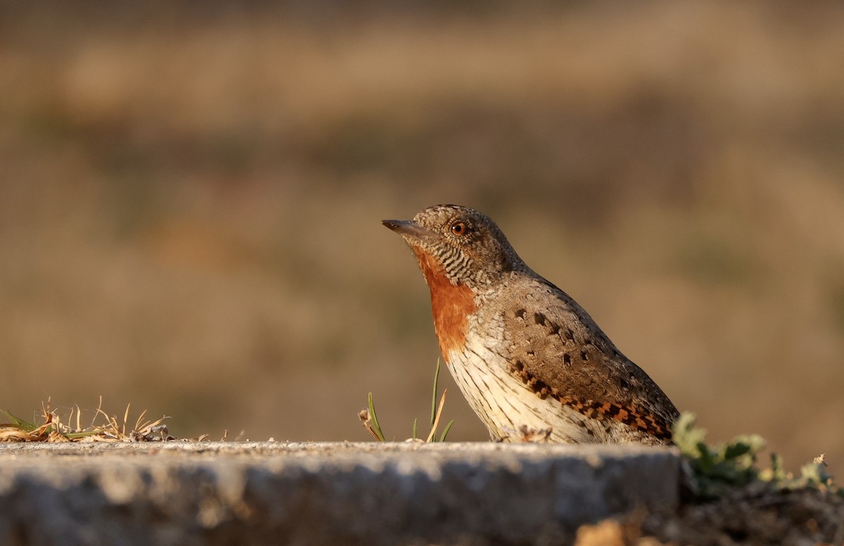 Rufous-necked Wryneck (Rufous-necked) - ML623760332