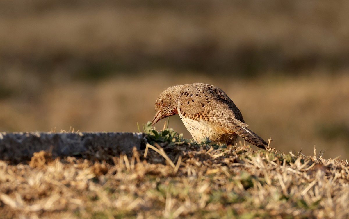 Rufous-necked Wryneck (Rufous-necked) - ML623760333