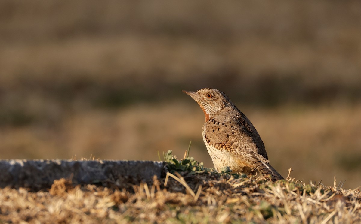 Rufous-necked Wryneck (Rufous-necked) - ML623760334