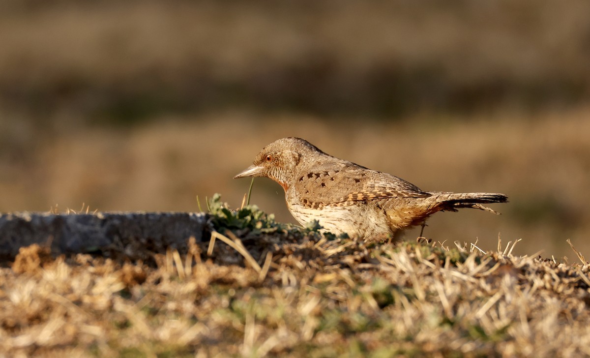 Rufous-necked Wryneck (Rufous-necked) - ML623760335