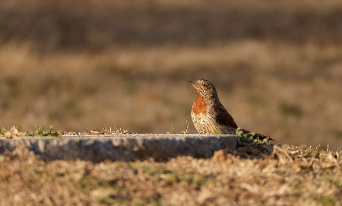 Rufous-necked Wryneck (Rufous-necked) - ML623760336