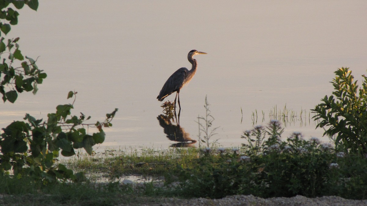 Great Blue Heron - ML623760353