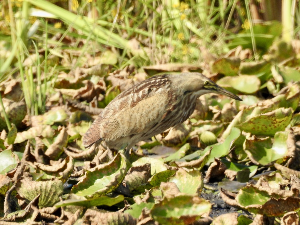 American Bittern - ML623760364