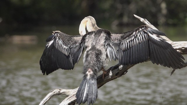 Australasian Darter - ML623760365