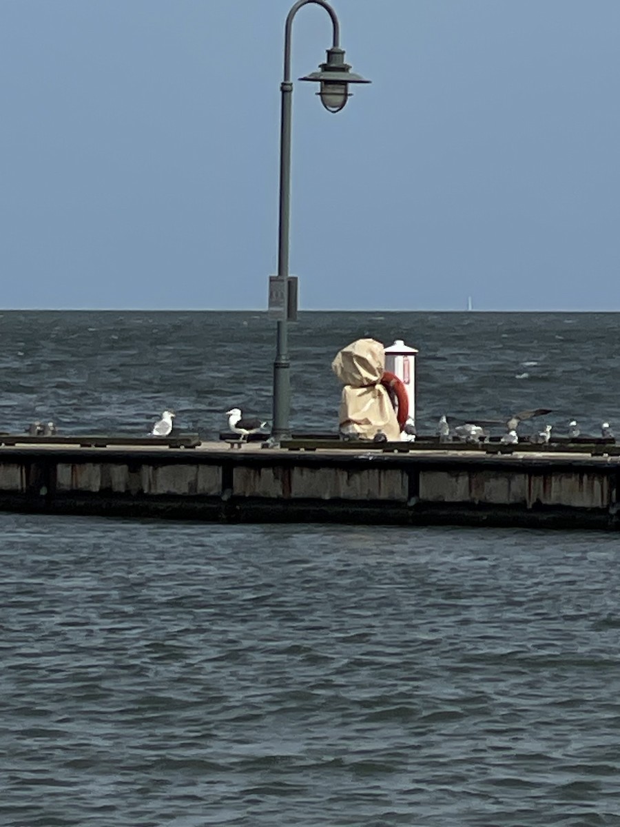 Great Black-backed Gull - ML623760381