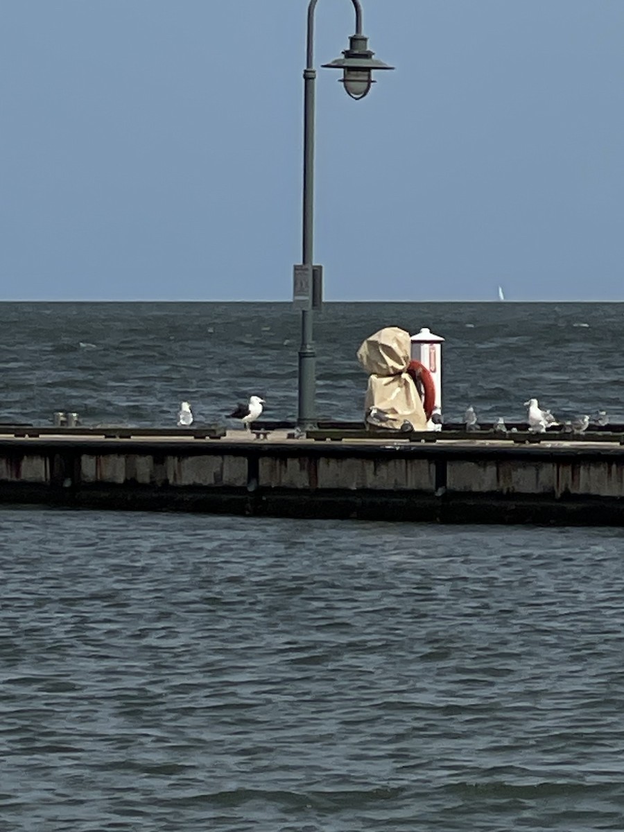 Great Black-backed Gull - ML623760382