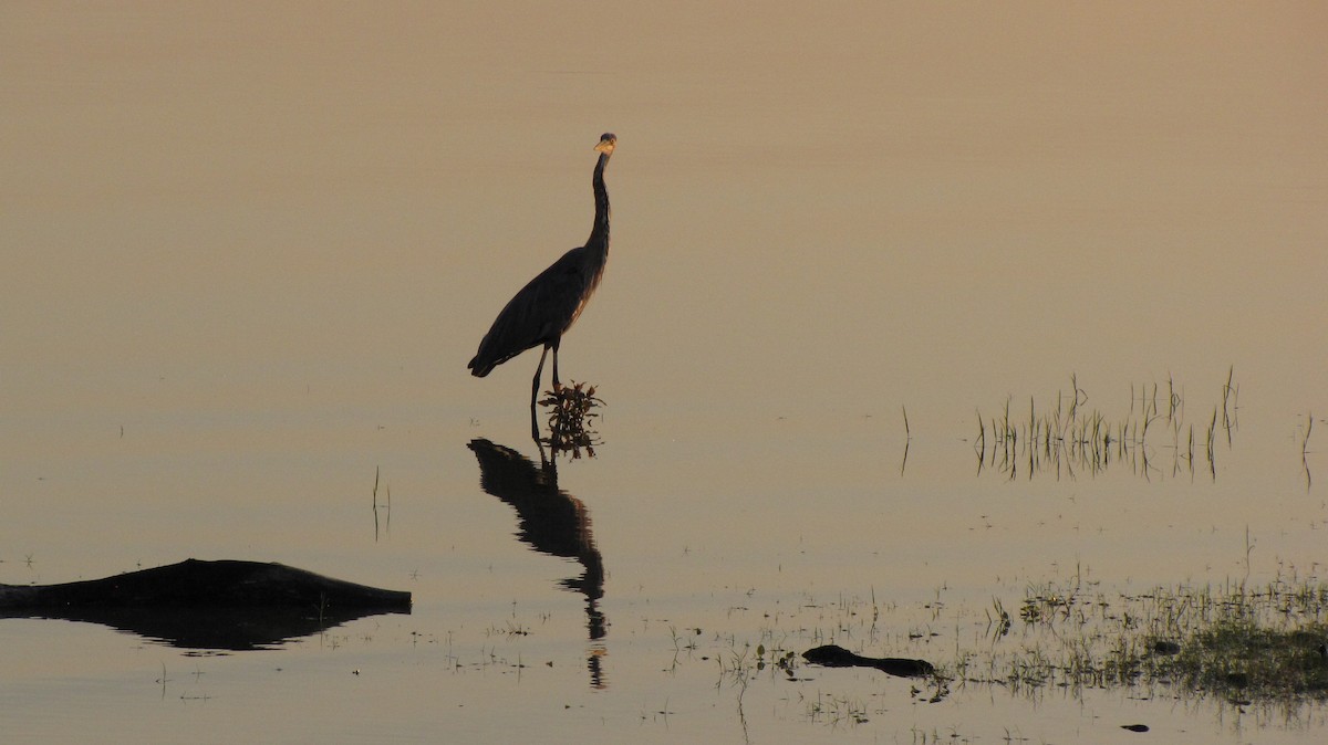 Great Blue Heron - ML623760388
