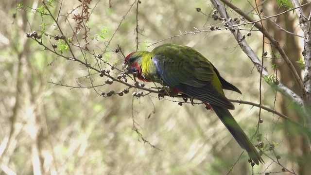 Crimson Rosella - ML623760391