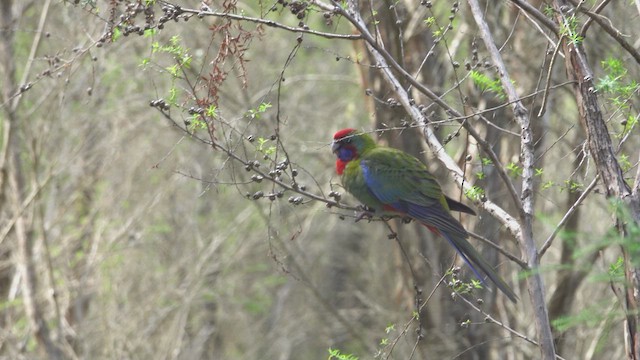 Crimson Rosella - ML623760395