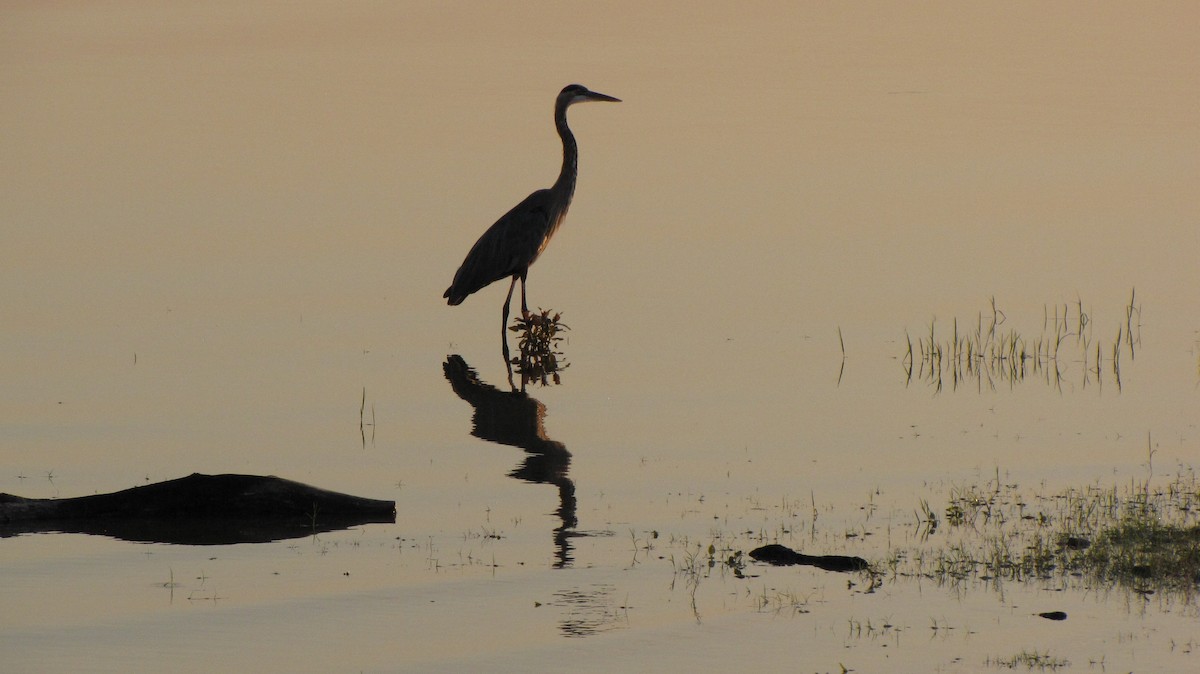 Great Blue Heron - ML623760404