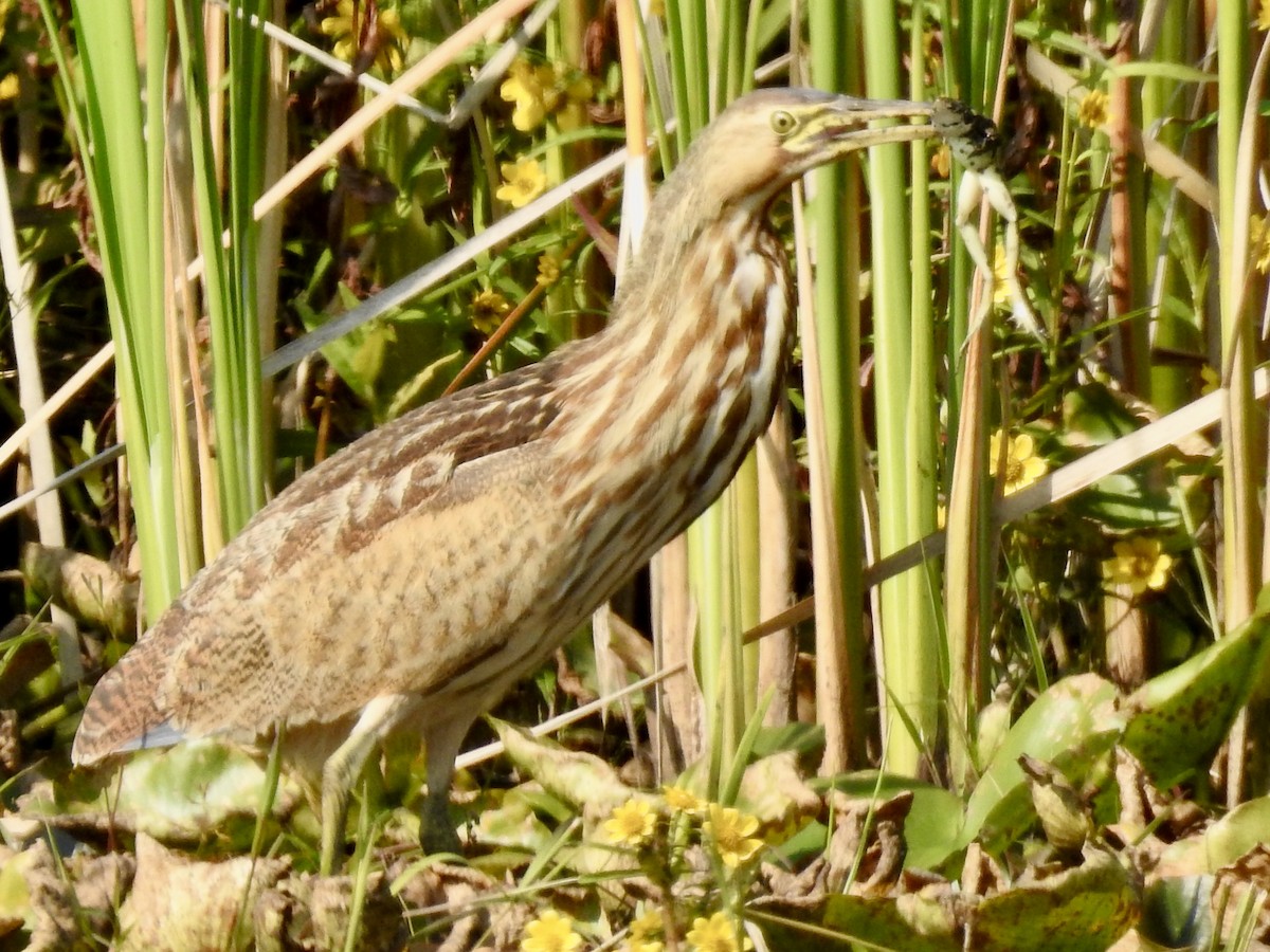 American Bittern - ML623760407