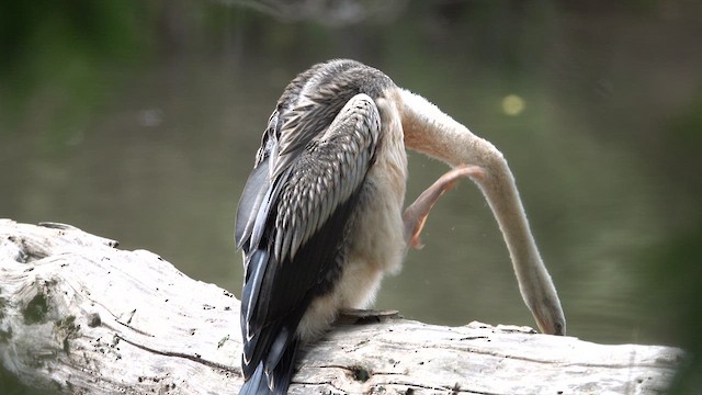 Australasian Darter - ML623760437