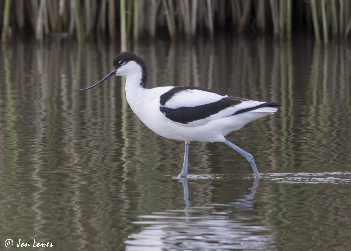 Pied Avocet - ML623760456