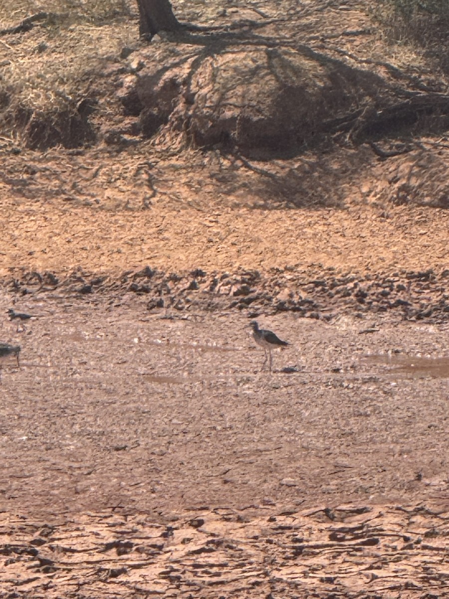 Greater Yellowlegs - ML623760489