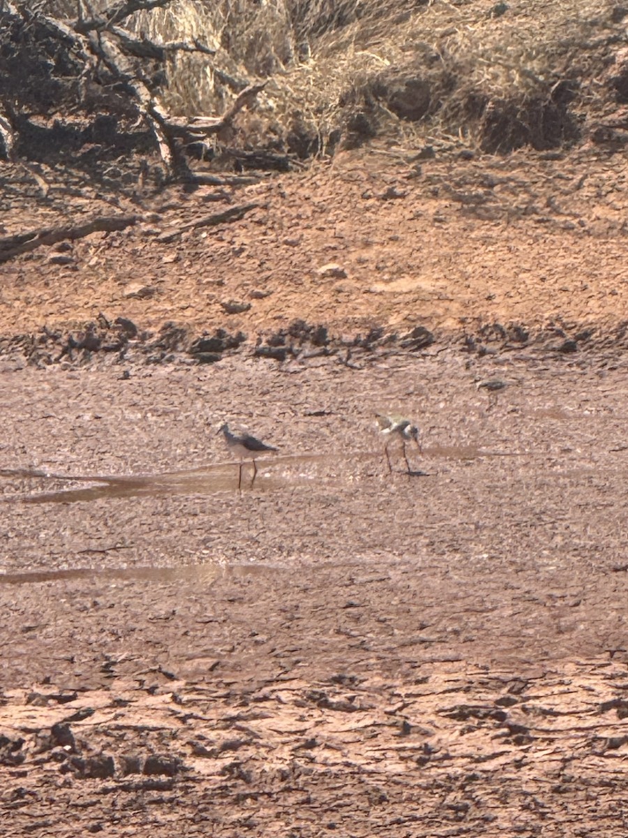 Greater Yellowlegs - ML623760491