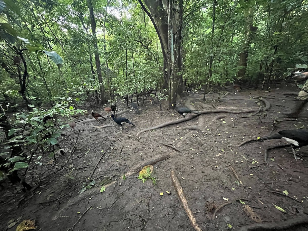 Great Curassow - ML623760512