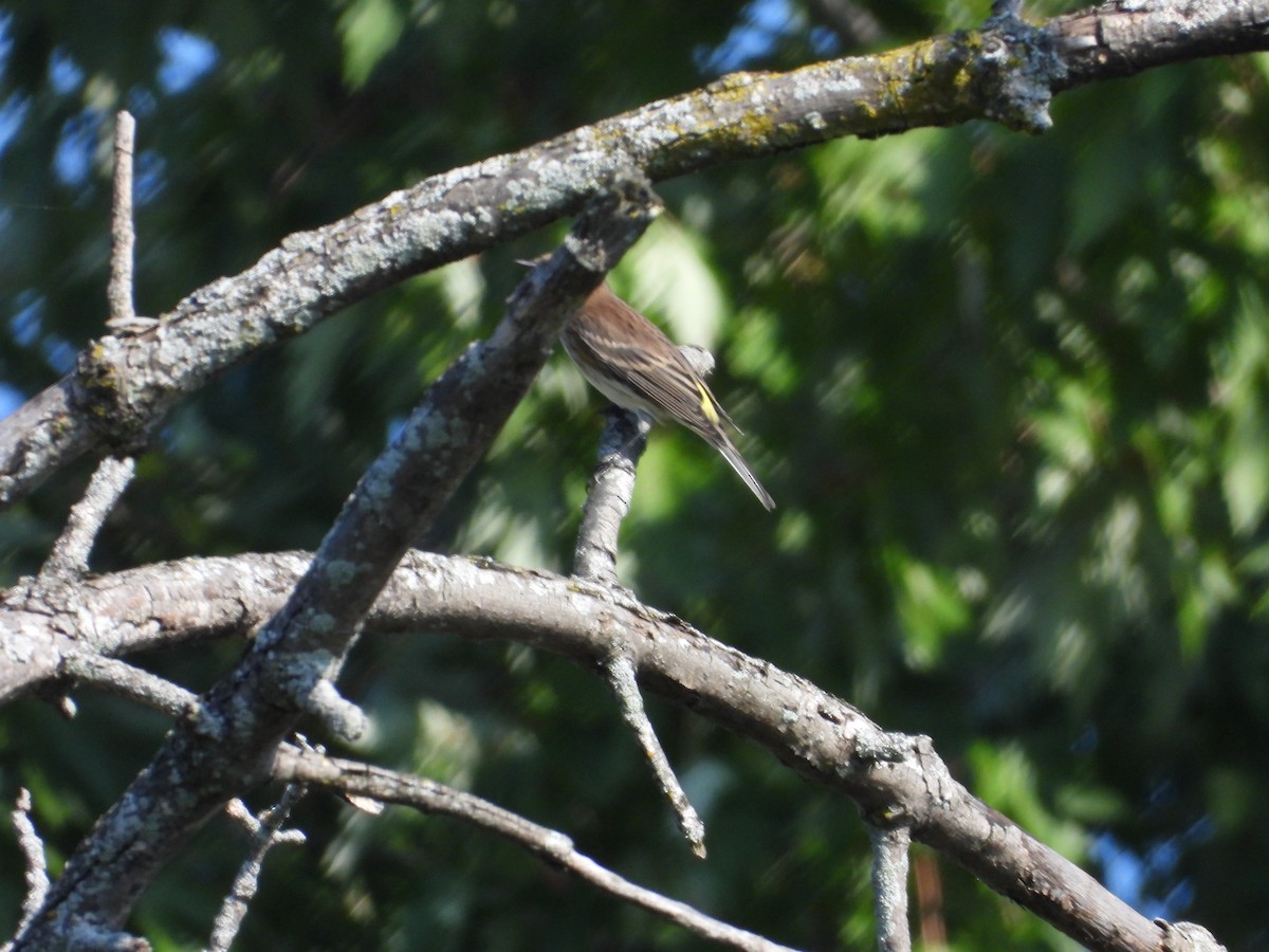 Yellow-rumped Warbler - ML623760538